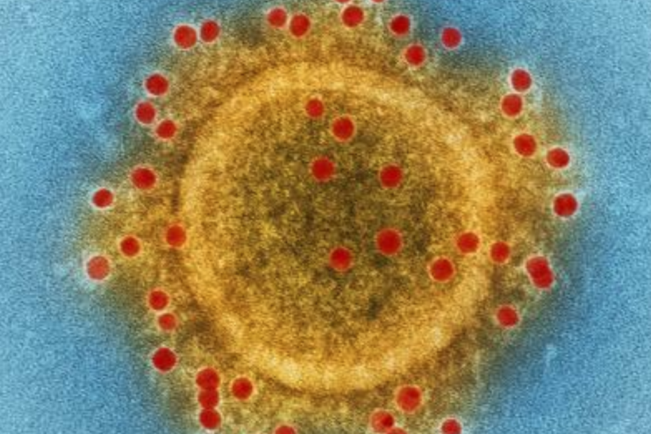 Widok wirusa SARS-CoV-2 pod mikroskopem