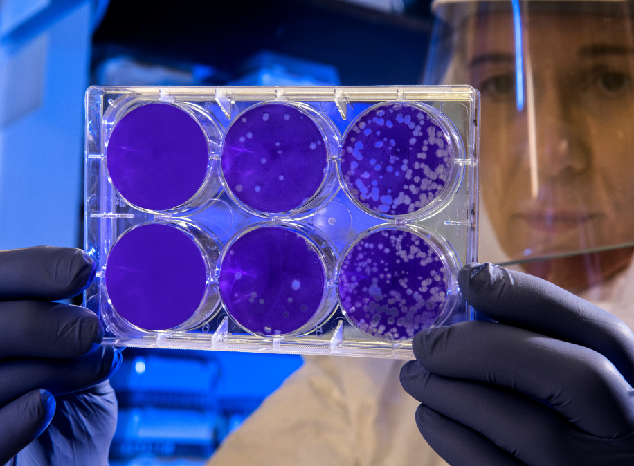 Pracownica laboratorium oglądająca próbki z namnożonym wirusem SARS-CoV-2